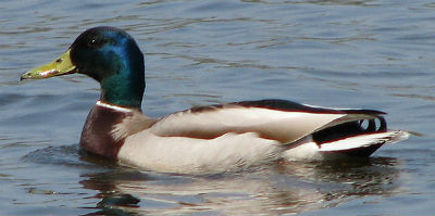 As well as making a mallard very happy Image source: commons.wikimedia.org